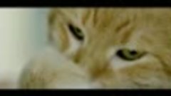 Говорящий кот по Бродскому в рекламе ЦИАН