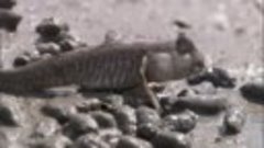 Илистый прыгун - рыба, живущая на суше