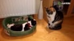 Смешные попытки щенка отбить кроватку у кота позабавили Сеть...