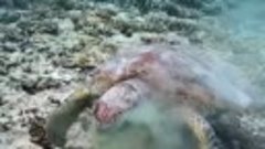 морская черепаха жует водоросли!
