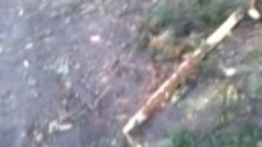 video-2013-молния попала в дерево