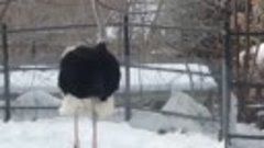 Страус из Московского зоопарка очень рад снежной зиме. Весь ...