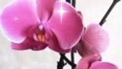 #orrchids Орхидейка распустилась...🤩