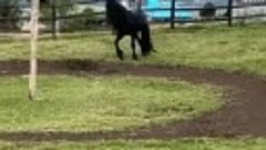 Фризская лошадь - &quot;черная жемчужина&quot;