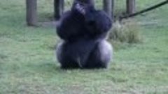 Горилла в зоопарке использует язык жестов,чтобы сказать посе...