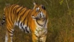 Этот тигр съел 436 человек, только когда его убили, стало по...