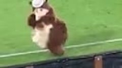 Медведь танцует лезгинку на стадионе