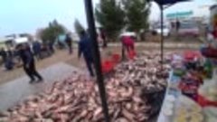 Самый большой Рыбный рынок Узбекистана!!!Чиназ!!!