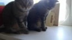 Эмоции зашкаливают))) домашние кошки и нечто
