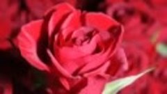 Розы красные Сергей Сухачев