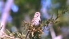 Why Do Birds Sing (1975) NOVA - Animal Biology/Behavior