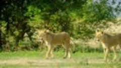 5K African Wildlife Documentary Film - Mana Pools National P...