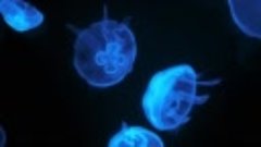 музыка Amazing Jellyfish Aquarium in 4K HDR - Soothing &amp; Rel...
