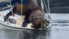 Морские львы украли лодку и прокатились, едва не утопив ее
