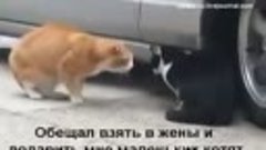 Семейная разборка кота и кошки Прикол.flv