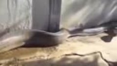 Сдохла самая большая змея в мире(слабонервным не смотреть)