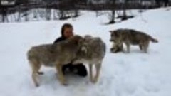 видео группы - Сердце львицы. Взгляд волчицы !!!
