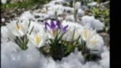 Цветы под снегом  
