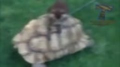 Funny and cute tortoise videos compilation