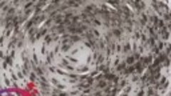 Хоровод оленей сняли на видео в Мурманской области  