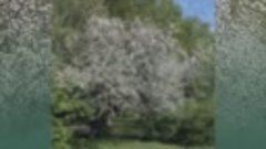 Яблони в цвету-май 2016 год