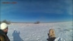 Охота на зайца зима 2016. Теректа 1. Место треугольник