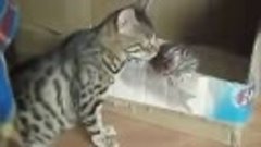 Мама-кошка разговаривает с котятами - Mama cat talking with ...