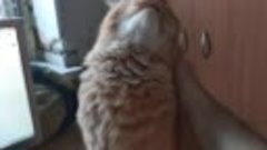 Кот рыжий любит ласку_ a cute cat loves to be stroked