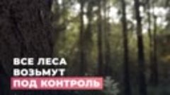 Все леса возьмут под контроль