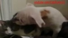 Собака достает кошку со своей ЛЮБОВЬЮ!!! - Смешные Кошки