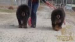 Aymako kennel Tibetan Mastiff puppies
Аймако - тибетский мас...