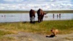 Не только на озере сватикова отдыхают люди но и лошадки 
