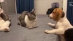 Котик слева шокирован поведением пса и спокойствием собрата