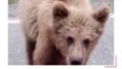 Медвежонок залез на капот машины на трассе в ЯНАО
