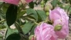 В Крыму началось цветение эфиромасличной розы