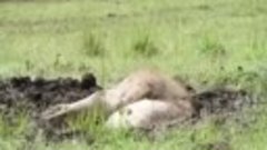 Упорный лев откопал бородавочника из глубокой норы.