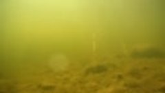 Подводный мир р.Печоры. Автор Игорь Подобаев
