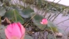 Цветение лотосов Тамань