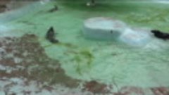 Кормление тюленей в Калининградском зоопарке