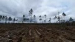 Массовая вырубка леса в Лепельском районе: деревья рубят тыс...