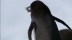 Пингвин-воришка