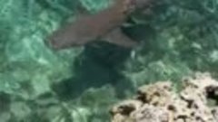 Hrănesc rechinii #Bahamas (Ionel Istrati)