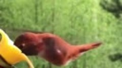 А вы знали_ ⠀ В мире существует 330 разновидностей колибри, ...