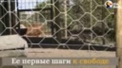 Эмоции животных, которые вышли на свободу из цирка _ Русские...