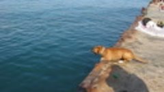 Видео от Тани Кобицкой. Макс и его пёс Спайк из Партенита (К...