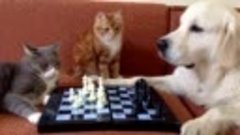 not-a-great-chess-move
