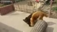 Медвежонок против собаки