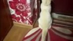 Говорящий кот просит открыть дверь