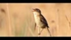 Пение птиц. Камышовка-барсучок (Acrocephalus schoenobaenus).