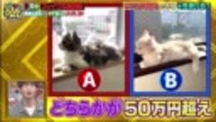 ウチのガヤがすみません 210615